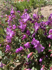 Epilobium obcordatum