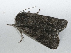 Acronicta auricoma
