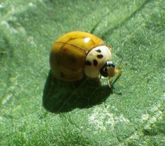 Harmonia axyridis