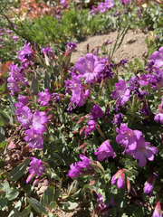 Epilobium obcordatum