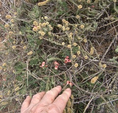 Indigofera heterophylla