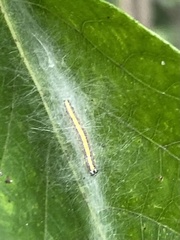 Epipaschia superatalis