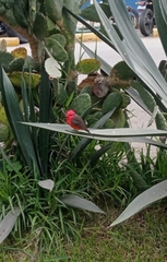 Pyrocephalus rubinus