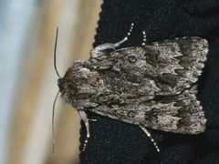 Acronicta auricoma