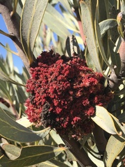 Protea witches broom phytoplasma