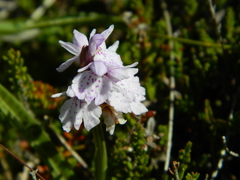 Dactylorhiza maculata ericetorum