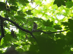 Fringilla coelebs