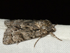 Acronicta auricoma