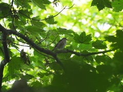 Fringilla coelebs