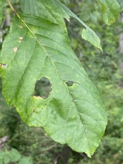 Epipaschia superatalis