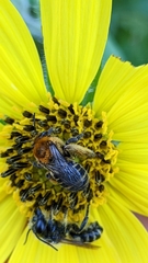Melissodes trinodis