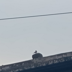 Streptopelia decaocto