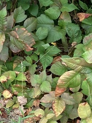 Toxicodendron rydbergii