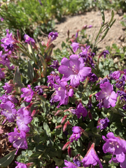 Epilobium obcordatum