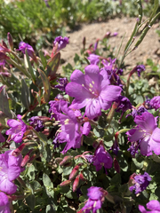 Epilobium obcordatum