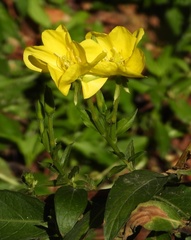 Oenothera