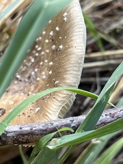 Amanita pantherina