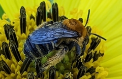Melissodes trinodis