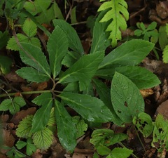 Helleborus niger
