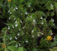Euphrasia