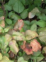 Toxicodendron rydbergii