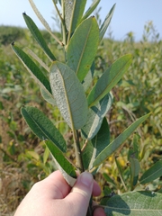 Salix hookeriana