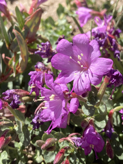 Epilobium obcordatum