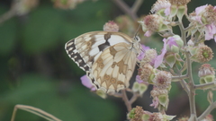 Melanargia lachesis