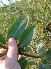 Salix hookeriana