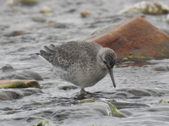 Calidris canutus