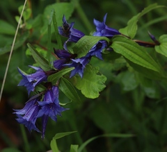Gentiana asclepiadea
