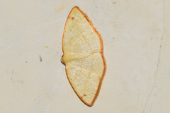 Microxydia orsitaria