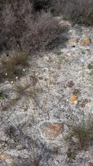 Lachnaea capitata