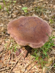 Tylopilus