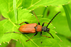 Stictoleptura rubra