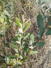Salix hookeriana