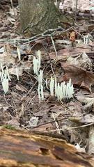 Clavaria fragilis