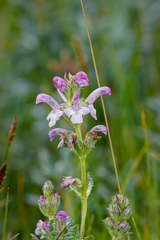 Pedicularis cheilanthifolia