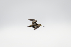 Gallinago