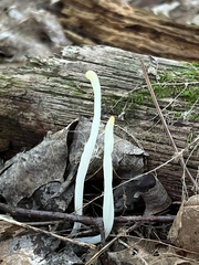 Clavaria fragilis