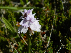 Dactylorhiza maculata ericetorum