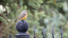 Phoenicurus ochruros