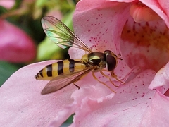 Meliscaeva cinctella