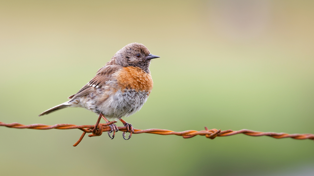 Robin Accentor (Prunella rubeculoides)