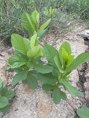 Crotalaria spectabilis