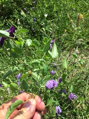 Clematis viticella