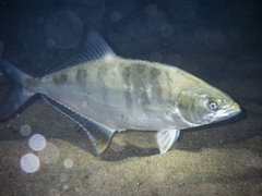 Lichia amia
