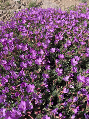 Epilobium obcordatum