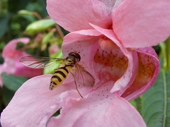 Meliscaeva cinctella