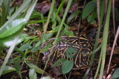 Terrapene carolina bauri